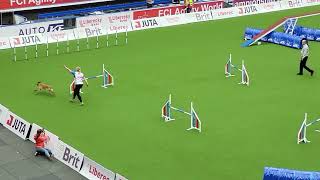 ESTONIA Agility Team Large FCI AWC 2023 [upl. by Yelrak]