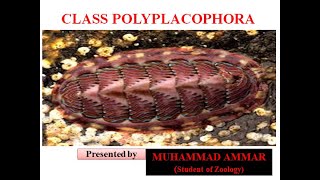 Class PolyplacophoraChitons [upl. by Eibber]