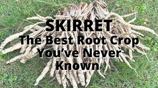 Skirret The Vegetable You Never knew You Needed [upl. by Britni]