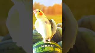 Beautiful birds video [upl. by Charlie]