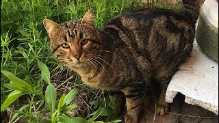 Eine schüchterne getigerte Straßenkatze näherte sich langsam als sie das Nassfutter roch [upl. by Steven]