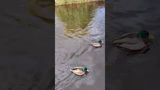 the ducks of Tavistock canal 3 [upl. by Codel]