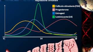 Embriologia  Lezione 1 Ciclo ovarico spermatozoo fecondazione [upl. by Nytsuj]