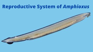 Reproductive System of Amphioxus [upl. by Akkahs]