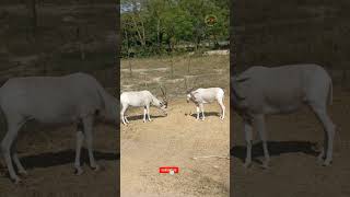 Addax deer wildlife [upl. by Devora]