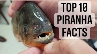 Top 10 Piranha Facts You Didn’t Know  Red Bellied Piranha Black Piranha and Mega Piranha [upl. by Elie]