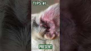 What to Do If Your Pet Have Recurring Ear Infections [upl. by Stevenson]