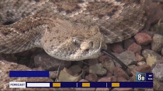 Experts offer advice on rattlesnake season safety in Las Vegas [upl. by Llertram]