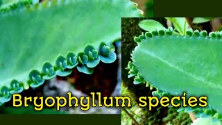 Bryophyllum species [upl. by Tarfe]