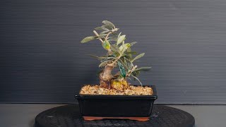 Bonsai Olive pruning and repotting tree 15  part 1 [upl. by Norok]