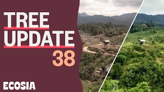 This is what happened to forest 2 years after in Indonesia  Tree Update 38 [upl. by Veator]