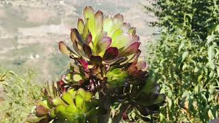 Aeonium arboreum plant [upl. by Anilam]