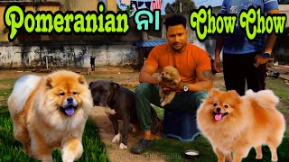 CHOW CHOW ନା PUMERANIAN  MINI ZOO ODISHA  petloverarab86 [upl. by Nivlen]