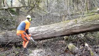 Big poplar harvest with STIHL [upl. by Chong]