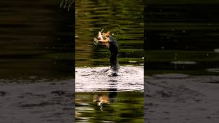 cormorant fishing  cormorant water bird birds [upl. by Lukey624]