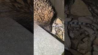 Hedgehog coming in my garden [upl. by Ahsienauq413]