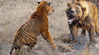 Extreme fights Tiger vs Bear  Wild Animals Attack [upl. by Fronniah]