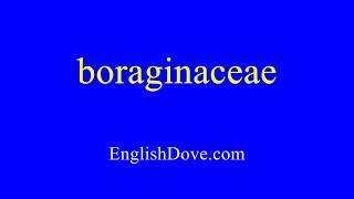 How to pronounce boraginaceae in American English [upl. by Cressi]