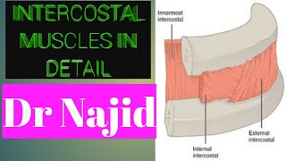 Intercostal Muscles  Function Area amp Course  Human Anatomy Dr Najid [upl. by Korwin]