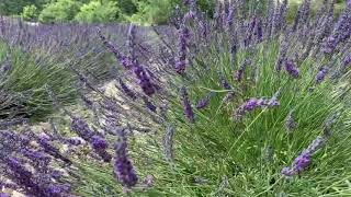 Campo di lavanda in Francia 🇫🇷 [upl. by Ahsal]