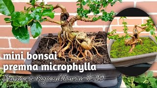 mini premna microphylla bonsai tree 29 Javanesetropicalbonsai [upl. by Ahsatel]