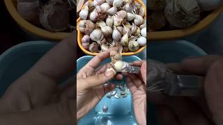 Peeling garlic ASMR ytshorts satisfying viralvideo [upl. by Hollander]