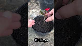 grow begonias from half a leaf [upl. by Rodgiva]