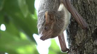 A closeup view of cute Mauritian Tomb Bats clinging to a tree trunk [upl. by Ycnaffit]