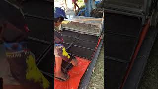 Seedling tray preparation for mechanical transplanting of rice 🌾 farminglife agriculture [upl. by Arimak]