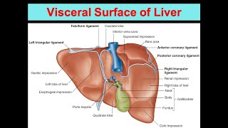 Visceral Surface of Liver [upl. by Ydner100]