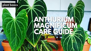 My Anthurium Magnificum Care Guide [upl. by Akerehs]