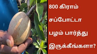 JK Nurseryல் புதிய வரவாக தாய்லாந்து நாட்டு 800 கிராம் சப்போட்டா  Thai King Jumbo Sapota Fruit Plant [upl. by Analle]