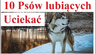 10 Psów lubiących Uciekać [upl. by Ednalrim568]