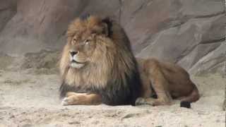 Lions  Antwerpen Zoo [upl. by Nerrol]