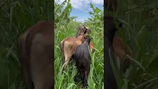 Adventures in Panicum Maximum Mumbasa Grass in bananas with cattle Zambia [upl. by Samp]