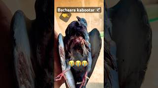 Bechaara kabootar 🕊️  nahi baccha  kabootar shorts short [upl. by Ecinhoj]