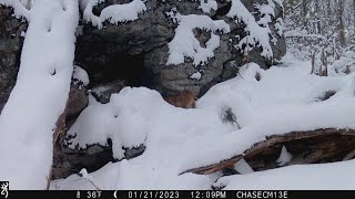 Maine bobcat escapes Coyote [upl. by Dareg53]