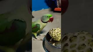 Parrot eating sitaphal parrotvideo parrots parroteatingfoods parrotvoices shorts talkingparot [upl. by Imac]