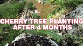 CHERRY TREE PLANTING AFTER 4 MONTHS  PALAWAN CHERRY BLOSSOM [upl. by Oiredised]