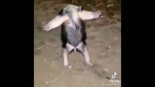 Anteater asserts dominance and does t pose [upl. by Nirehs]