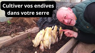 Cultiver vos endives dans votre serre  Comment faire votre propre culture d  endives [upl. by Ahsieyk]