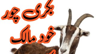 The Caprine Caper A Tale of a Goat Robber and their Owner بکری کے ڈاکو اور اس مالک کے کہانیquot [upl. by Kitti]