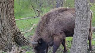 Wisent Bison bonasus close encounter [upl. by Leodora]