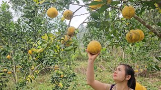 Grapefruit harvesting and gardening  Lizicy [upl. by Heintz]