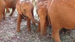 The Rescue of Sonje  Sheldrick Trust [upl. by Anai83]