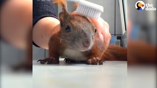 Rescued Squirrel Loves His Mom  The Dodo [upl. by Aryam937]