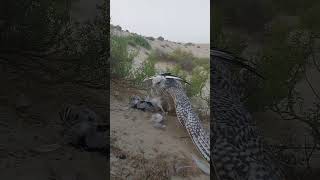 Falcons Super Hunt shortvideoforyou animals [upl. by Atoiyanap785]