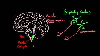 03 Breathing control 02 Central chemoreceptors [upl. by Jezabella]