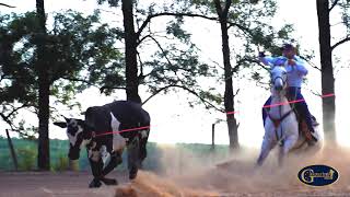 Elegância em Movimento Gasparini Saddles  Uma Jornada de Tradição e Qualidade [upl. by Anileve]