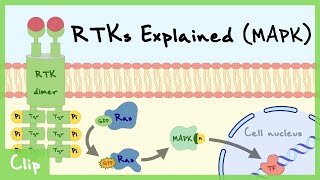 MAPK Pathway Of Receptor Tyrosine Kinase Explained  Clip [upl. by Kirbee]